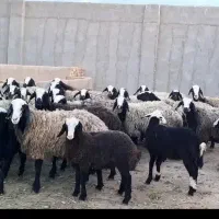 کهره و بره،کولار،برای پروار،مصرف خانگی،برای نذری