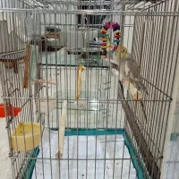 یک جفت عروس هلندی