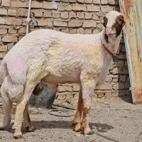 قوچ سنجابی
