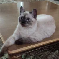 واگذاری فوری دختر خانوم اسکاتیش