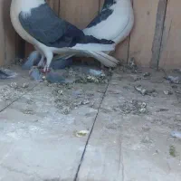بدرنگ دمگیر دستگردی