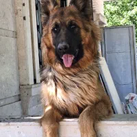 سگ ژرمن شپرد
