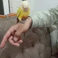 پرنده ردچیک