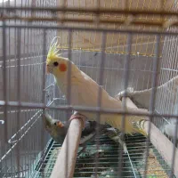 عروس هلندی