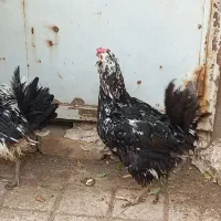 مرغ گلین کرچ ۲عدد