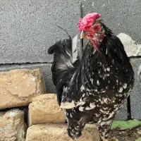 خروس گلین فول