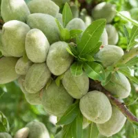 فروش عمده و خرده بادام درختی