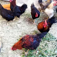 خروس
