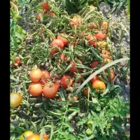 گوجه ربی تحویل درب منزل