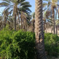 باغ-نخلستان