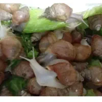 حلزون آلبینو