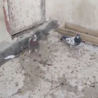 کبوتر|پرنده|آران و بیدگل, |دیوار