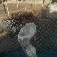 نرمیش تخمی
