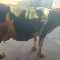 فروش گاو شیرده