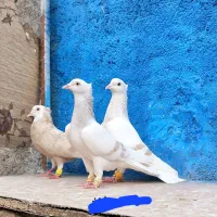 کاغذی دم سفید