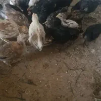 جوجه گلین