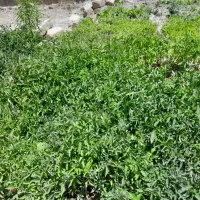 نشاء گوجه محلی (کوردی)