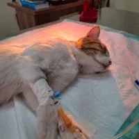 کلینیک دامپزشکی و پتشاپ نیکان شاهینشهر