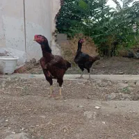 مرغ لاری