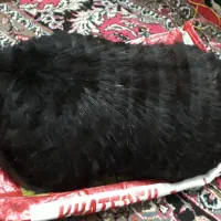 هیزه