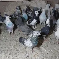 کبوتر پرشی