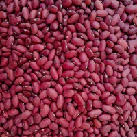 لوبیا قرمز درجه ۱