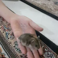 همستر رام
