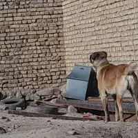 سگ ..|سگ|جلگه رخ, |دیوار