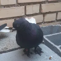 نرو ماده