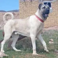 سگ سرابی سالم سلامت واکسن خورده