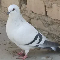 طوقی + شامی + دمگیر + پرشی