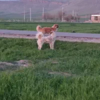 دو عدد سگ قدرجونی پژدر