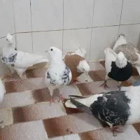 طوقی ، ساده ، ابلق