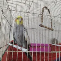 پرنده