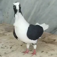 پشتی سه بر ماده