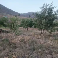 باغ در قز