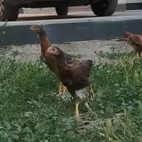 3 عدد جوجه لاری فریح