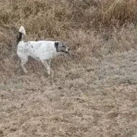 سگ گمشده|سگ|بکتاش, |دیوار