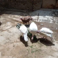 بوقلمون