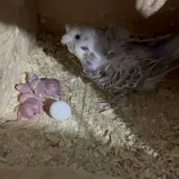 مرغ عشق پروانه ای با جوجه