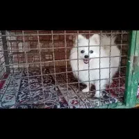 سگ پامر|سگ|مرند, |دیوار