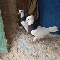 طوقی|پرنده|شیراز, شهرک صنعتی شیراز|دیوار