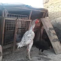 مرغ و خروس