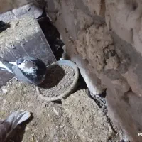 کفتر ساده سیاه  ساده امری پلنگ  سفید ساده وساده