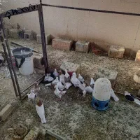 کبوتر