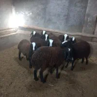 بره ماده های اصیل شال
