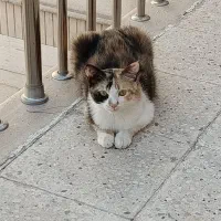 واگذاری گربه