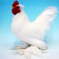 مرغ و خروس و جوجه