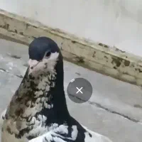 کفتر ماده یال سیاه گل دار