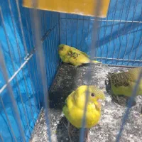 جوجه مرغ عشق